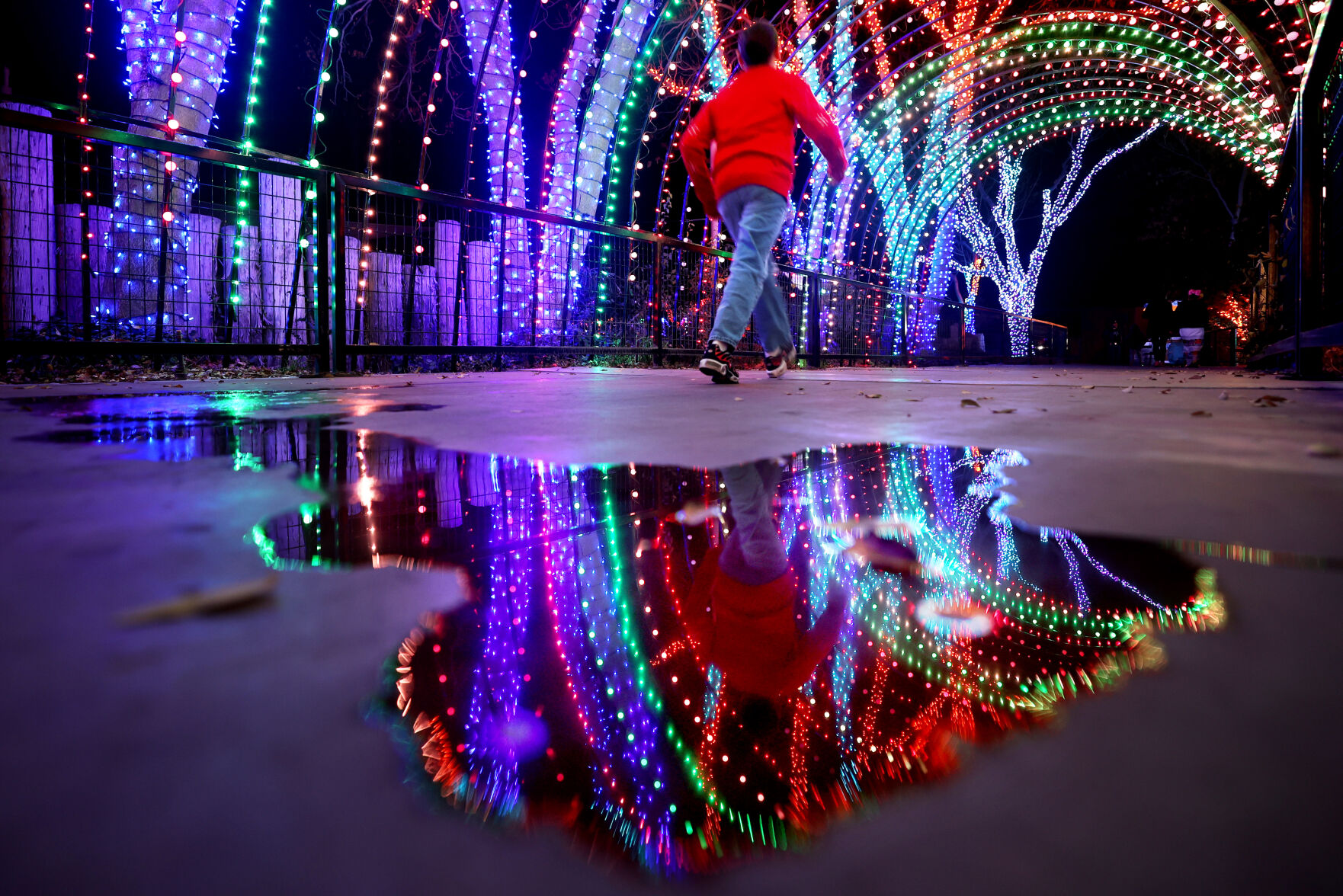 Holiday lights make zoo nights merry and bright (copy)